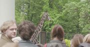 Turyści i pracownicy żegnają mieszkankę zoo. "Trudny, ale też szczęśliwy moment"