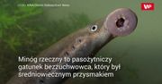 Ryba-wampir znaleziona w szambie. Można ją spotkać również w Polsce