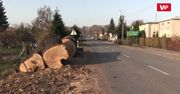 Wycięto kilkusetletnie dęby, by przebudować drogę. Mieszkańcy: to barbarzyństwo!