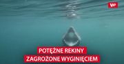 Potężne rekiny zagrożone wyginięciem