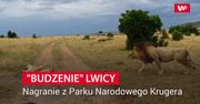 "Budzenie" lwicy. Nagranie z Parku Narodowego Krugera