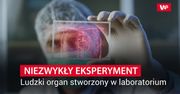 Wyhodowali organ na szalce Petriego. Wielki sukces