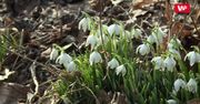 Wiosnę już widać. Kwitną przebiśniegi i ranniki zimowe