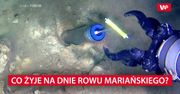 Co żyje na dnie Rowu Mariańskiego?
