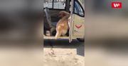 Nieśmiały golden retriever za bardzo się boi, by wyjść z trójkołowca
