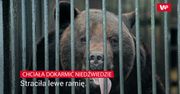 Chciała dokarmić niedźwiedzie. Straciła ramię