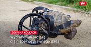 Żółw na kółkach. Poznajcie historię Kikuta