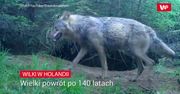 Wilki wróciły do Holandii. Rolnicy obawiają się ataków