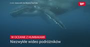W oceanie z humbakami. Niezwykłe wideo