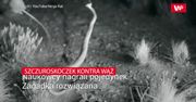 Szczuroskoczek konta wąż. Wielka tajemnica rozwiązana