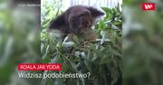 Koala jak mistrz Yoda