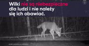Wilki w Kampinosie