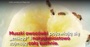 Niezawodne sposoby na muszki owocówki