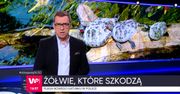 Polowanie na żółwie