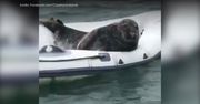 Relaks ponad wszystko. Poznaj niezwykłą fokę z Irlandii Płn.