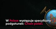Cham polski