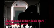 Jak minister Jurgiel konie liczył