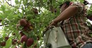 Tak powstaje Applejack, najsłynniejsza jabłkowa brandy