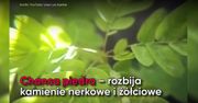 Te zioła wspomogą pracę wątroby i pęcherzyka żółciowego