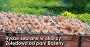 Wielkie grzybobranie Polaków. Zdjęcia czytelników WP