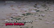 Inwazja meduz w Świnoujściu. Parzydełkowce opanowały plażę