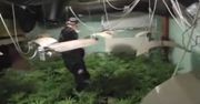 Policjanci zlikwidowali ogromną plantację marihuany
