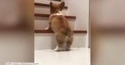 Corgi próbuje wejść na schody. Pierwsza próba za nim
