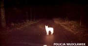 Wilk kontra polska policja