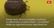 Kleszcze przenoszą boreliozę. Wiemy, gdzie w Polsce jest ich najwięcej
