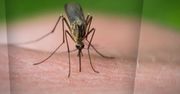 Wiemy, dlaczego komary gryzą cię częściej, niż innych