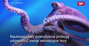 "Ośmiornice pochodzą z kosmosu". Absurdalna teoria naukowców