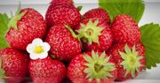 Właściwości zdrowotne truskawek