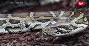 "Superwąż". Nietypowa hybryda pytonów na Florydzie