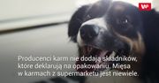 Co kryje się w karmach dla psów?