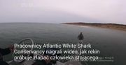 Atak żarłacza. Wyskoczył z wody, by chwycić człowieka