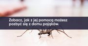 Mięta na pająki. Jak zrobić mieszankę?