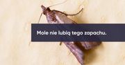 Sposoby na mole spożywcze