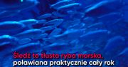 Śledź – ulubiona ryba Polaków. Co warto o nim wiedzieć?