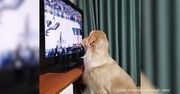 #dziejesiewsporcie: Golden retriever, który uwielbia koszykówkę