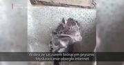 Gryzoń biorący prysznic podbił sieć. Prawda okazała się okrutna