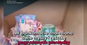 Myszy w bankomacie. Schowały się przed mrozem, zjadły pieniądze