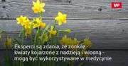 Żonkile mogą zawierać substancje antyrakowe