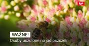 Propolis – właściwości i zastosowanie