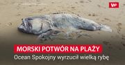 Ocean wyrzucił na plażę wielką rybę