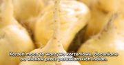 Korzeń maca - nieocenione wartości zdrowotne