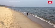 Niecodzienne spotkanie nad Zatoką Gdańską