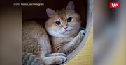 Ten kot wygląda jak Garfield! Słodki futrzak robi furorę w sieci