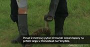 Pyton schwytany na pchlim targu