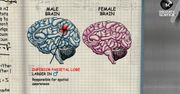 Czym różnią się mózgi kobiet i mężczyzn?