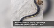 Inwazja jadowitych węży na Kalifornię